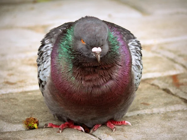 Pompézní Dove na Ukrajině — Stock fotografie