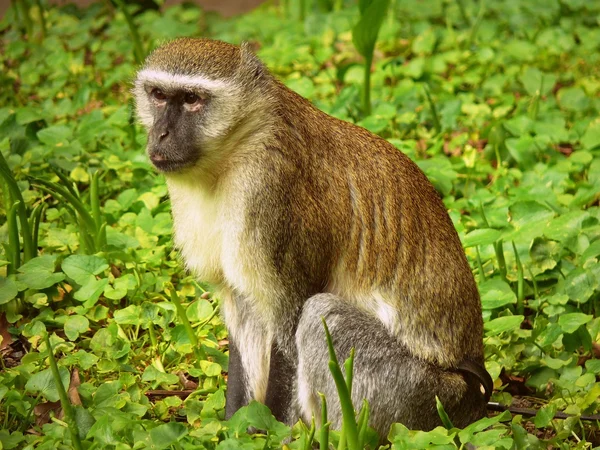 El mono en el parque — Foto de Stock