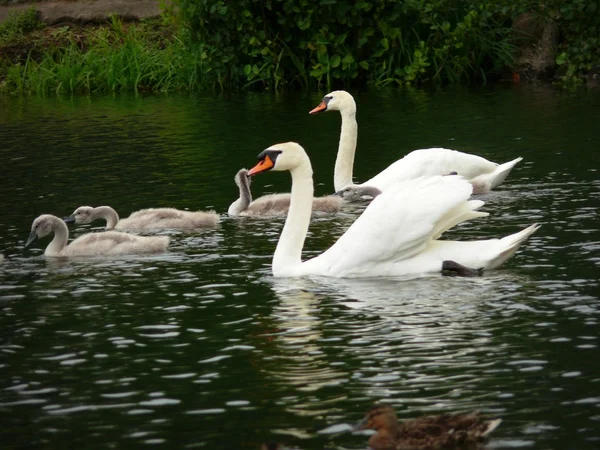 Gans in het park — Stockfoto