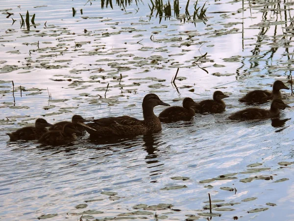 Bom pato na aldeia — Fotografia de Stock