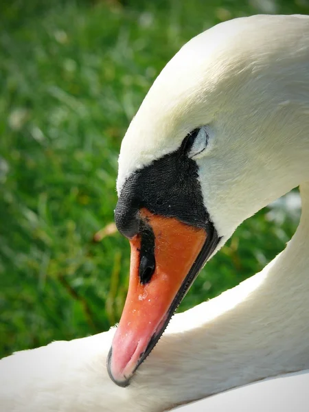 Gås i parken — Stockfoto