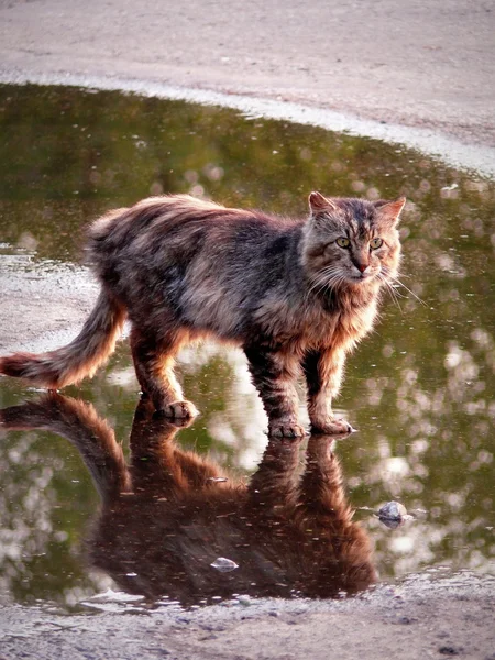 A faluban egy szokatlan macska — Stock Fotó