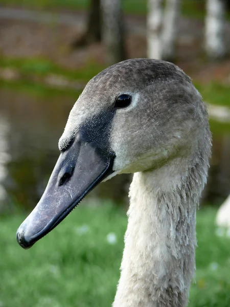 Gås i parken — Stockfoto