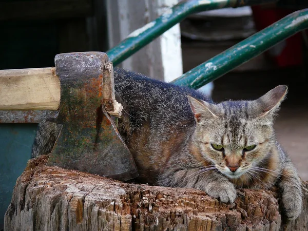 A faluban szokatlan macska — Stock Fotó