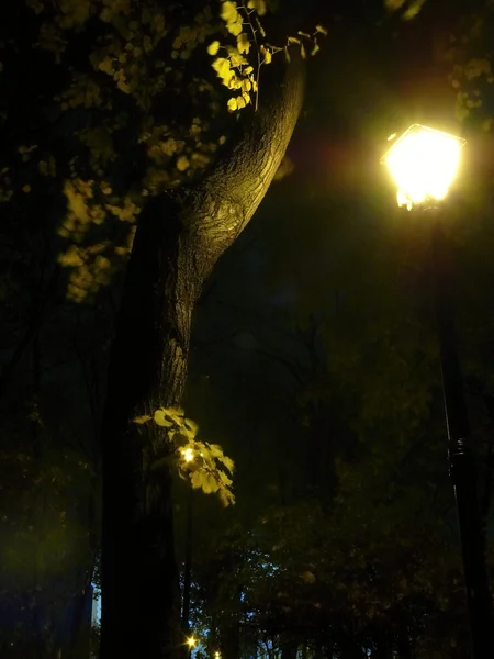 Noche en el Parque — Foto de Stock