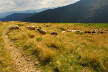 güzel Dağları Karpat