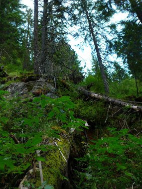 güzel Dağları Karpat