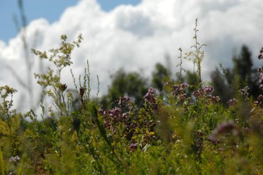 güzel ve farklı bitkiler