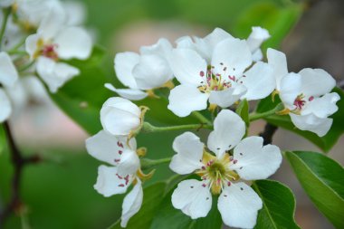 güzel ve farklı çiçekler