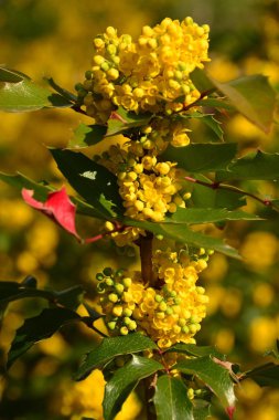 güzel ve farklı çiçekler