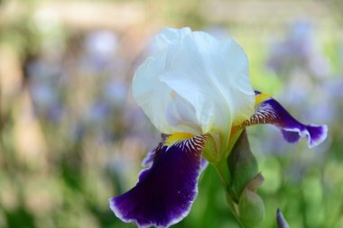 güzel ve farklı çiçekler