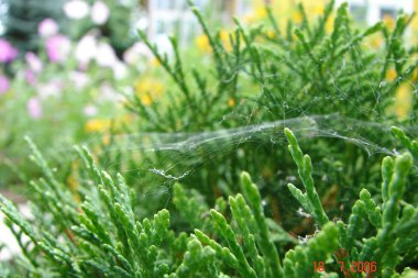 güzel ve farklı bitkiler