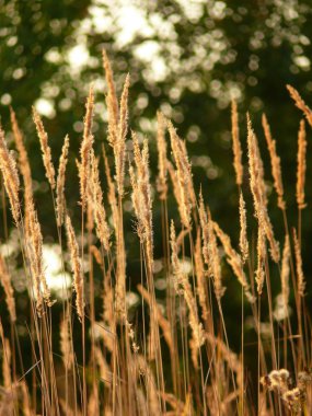 güzel ve farklı bitkiler