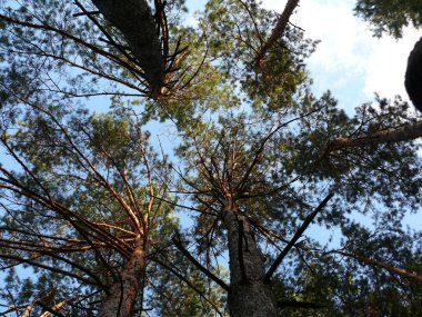 ağaçların farklı şekiller 