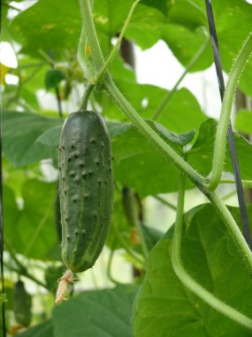güzel ve farklı bitkiler