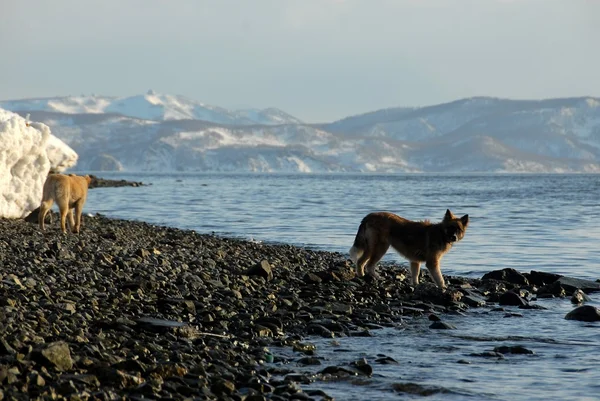 Petropavlovsk-kamchatsky - Pazifischer Ozean — Stockfoto