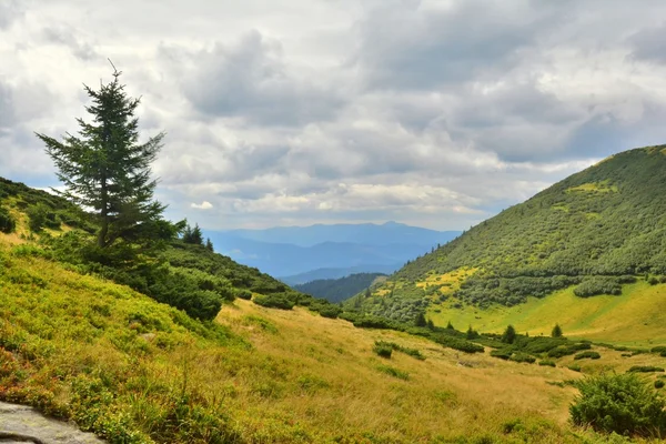 Prachtige bergen Karpaten — Stockfoto