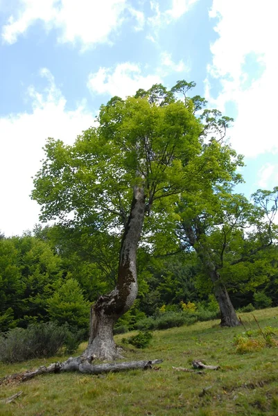 Różne kształty drzew — Zdjęcie stockowe