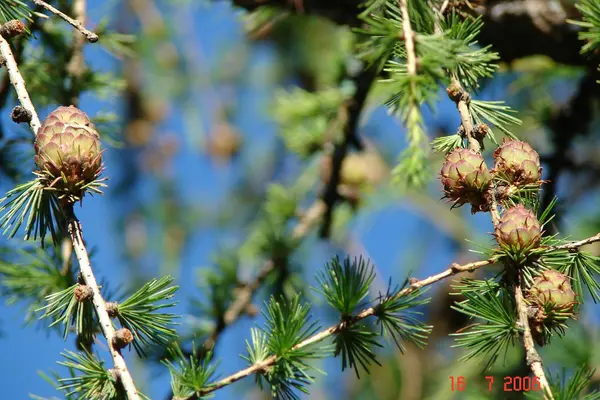 Beautiful and different plants — Stock Photo, Image