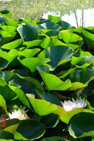 Belles et différentes plantes — Photo