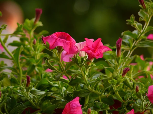 Hermosas y diferentes flores — Foto de Stock