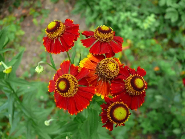 Fiori belli e diversi — Foto Stock