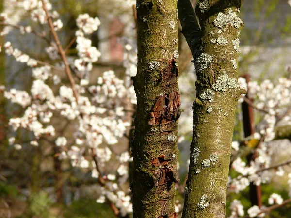 Olika former av träden — Stockfoto