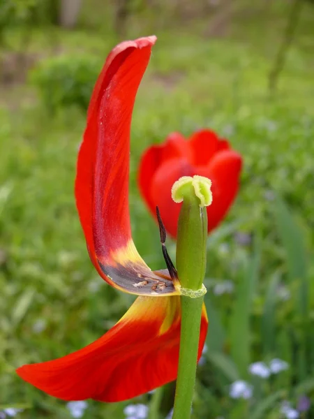 Vackra och annorlunda blommor — Stockfoto