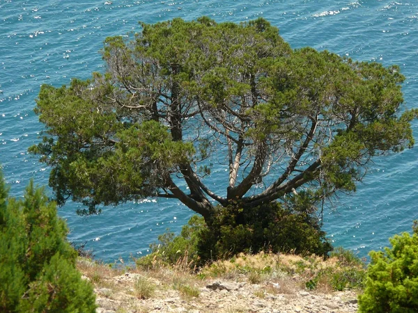 Formas diferentes das árvores — Fotografia de Stock