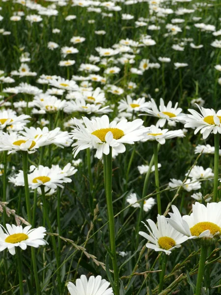 Beautiful and different flowers — Stock Photo, Image