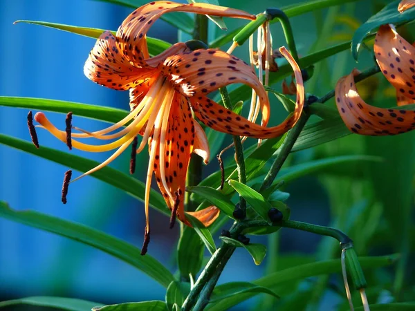 Prachtige en verschillende bloemen — Stockfoto