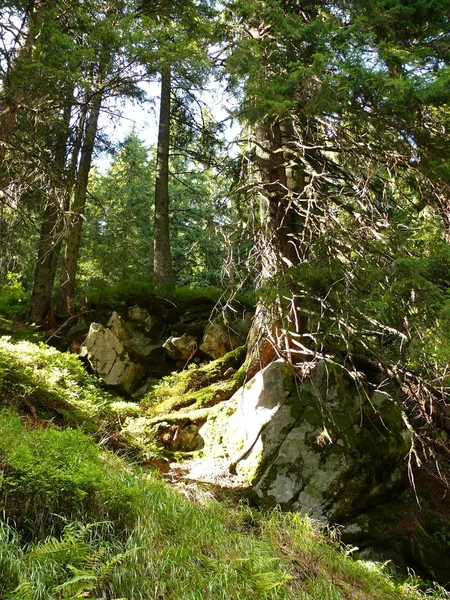 Différentes formes des arbres — Photo