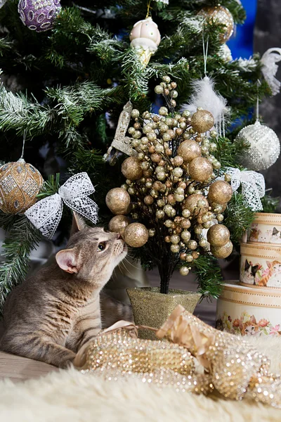 bir Noel oyuncak koklama kedi