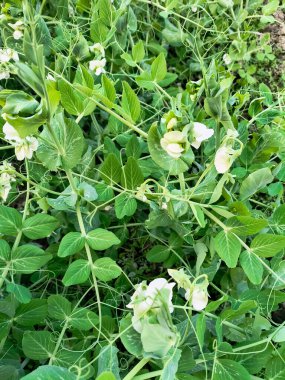 Çiçekli bezelye bitkisi. Beyaz çiçekler yaklaşıyor. Bezelye bitkisinin çiçeği yakında. Bahar arkaplanı olarak doğal yeşil bezelye bitkileri, yakın plan bezelye çiçekleri, sebze bitkilerinin üzerine yakın plan beyaz çiçekler.
