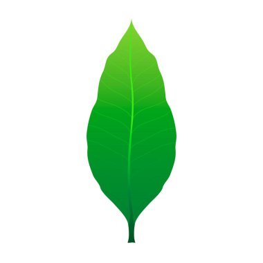 Bir mango yeşili yaprak. Beyaz arkaplanda vektör tasarımı. Tatlı bir meyve..