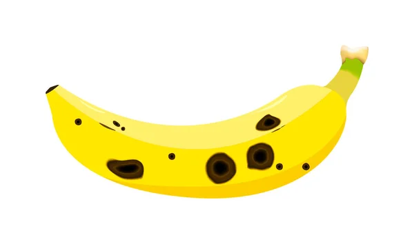 香蕉果实被炭疽 枯萎病 或柯氏霉菌破坏 病原体导致腐烂 黑色圆形伤口 下垂和枯萎 白色背景的设计 — 图库矢量图片