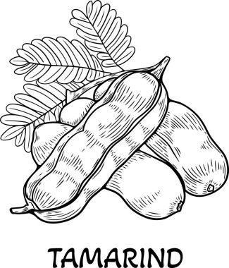 Tamarind Fruit Botanik İllüstrasyonu, Klasik El Çizim Sanatı