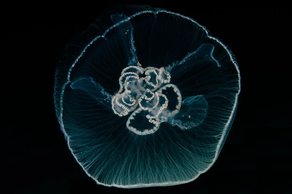 일본 바다의 깊이에 해파리 해파리 — 스톡 사진
