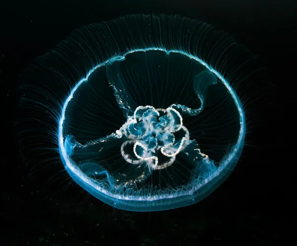 Medusas Aurelia en las profundidades del mar de Japón — Foto de Stock
