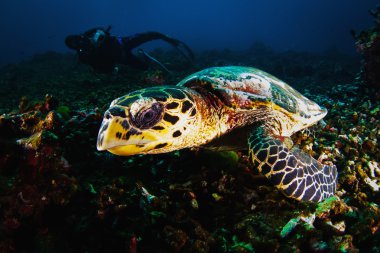 Fotoğrafçı diver scuba al Yeşil Kaplumbağa fotoğrafı.