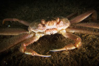 Yengeç (Chionoecetes opilio). Gerçek su fotoğraf altında. 