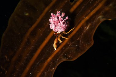 Pavurya kayalık sahil üzerinde. 