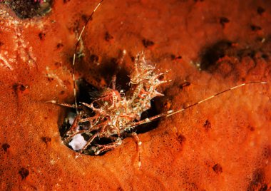 Çok küçük boynuzlu karides.