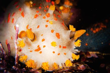 Omurgasızını (triopha catalinae) arasında bir mercan kayalığı tarar. 