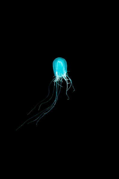 Bulb jellyfish in the dark — Stock Photo, Image