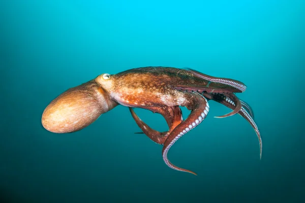 Polvo gigante em movimento . — Fotografia de Stock