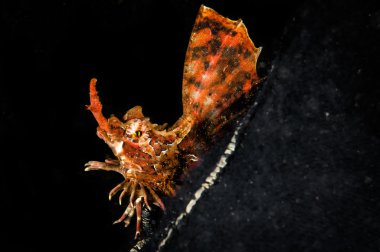 Küçük kemik balık. Agonomalus.