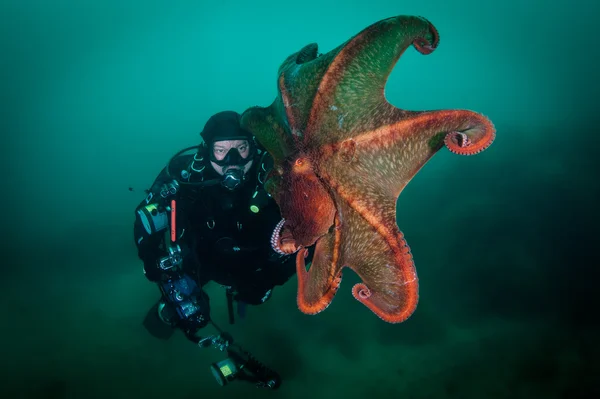 Scuba diver and giant octopus