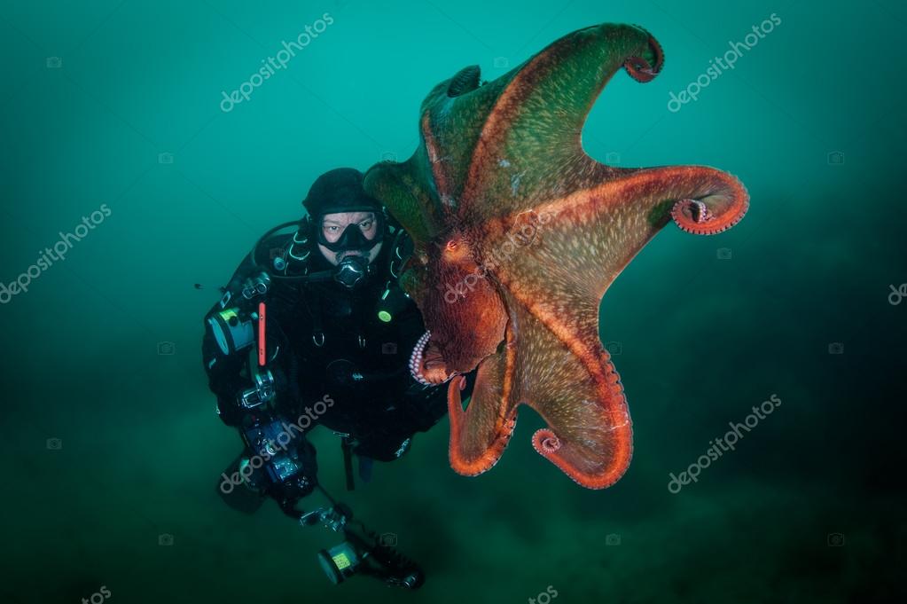 Scuba diver and giant octopus — Stock Photo © kondratuk.list.ru 92011022