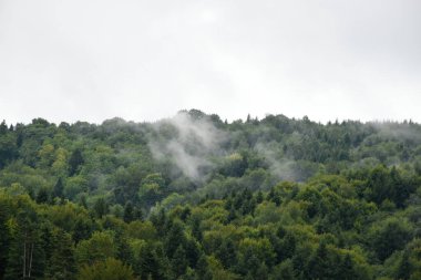 Ukrayna, Karpat Dağları. Sonsuza dek yeşil ormandaki çam ağaçlarının tepesinde hafif bir sis. Bulutlu bir gün. Huysuz yaz manzarası, orman manzarası.